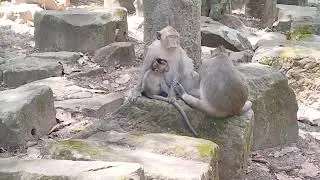 Mama Viola and Button Sit Give Milk after Long To Find Food on July 22 G-Maz. 4k250.Ambers