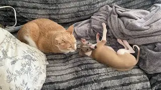 PUPPY Meets CATS for the FIRST TIME!