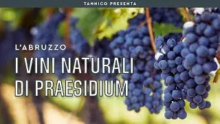 Praesidium e il Cerasuolo naturale | Tannico