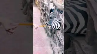 Amazing moments 😱😱| animals lol moments video#animalsshortsvideos#shorts#animalspets