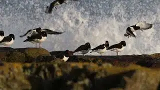 Filming Curlews and Other Shorebirds at the Sea. Scotland Winter Photography/Videography