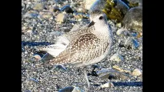 Tundralo - Grey Plover - Pluvialis squatarola