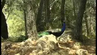 Wanderparadies in der Serra de Tramuntana, 