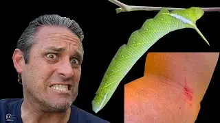 POISONOUS PLANT CAUSES SKIN RASH   CATERPILLAR STILL EATS IT!