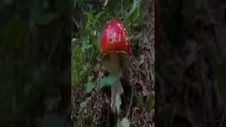 Penzi&oacute;n Baltaz&aacute;r - Liptovska Luzna - Slovakia