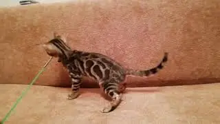 Нико мальчик