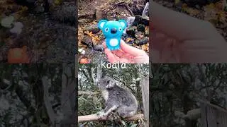 Названия животных | Дети учатся у водопада: Черепаха, Ёж, Кошка, Коала, Капибара