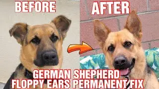 How To Fix German Shepherd Floppy Ears
