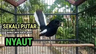 suara BURUNG Kacer GACOR ngeplong KONSLET Tarung ini Paling Ampuh untuk PANCINGAN KACER agar EMOSI.