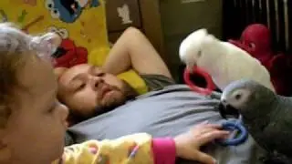 Party Parrots play with baby and toys