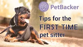 The top 10 tips for the first time pet sitter