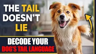 The Tail Doesn&rsquo;t Lie: Decode Your Dog&rsquo;s Tail Signals!