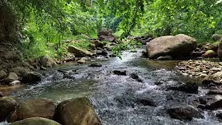 Deep Focus, Inner Peace | Forest River Flowing Over Stones Beneath Lush Green Canopy Daylight