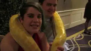 Google's Christmas Party Is Taken Over By Dangerous Snakes