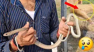 😢Indian rat snake bite | dhaman snake bite | indian rat snake rescue