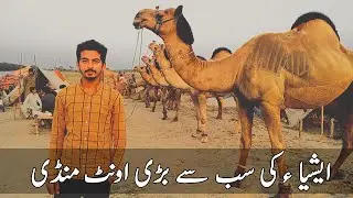 Asians Biggest Camel Mandi | village Mella Punjab Pakistan |Mela Anayat Shah Drbar Fateh Pur 2021