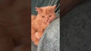 #кот #стетхем #цитаты