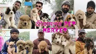 SHREERAMPUR PET MARKET | কম দামে  siberian husky | saint Bernard | massive quality golden retriever 