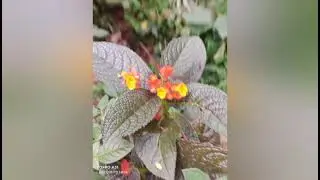 A plant Cup and saucer
