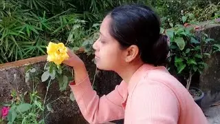 মিষ্টি হলুদ গোলাপের মিষ্টি গান
