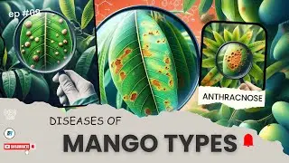 DISEASES OF MANGO TYPES