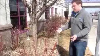 Bush and Shrub Trimming Training