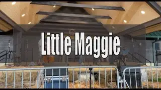 Little Maggie at the Galax Fiddlers Convention