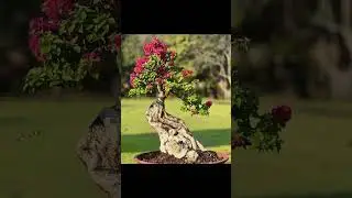 Unbelievably Beautiful Bougainvillea bonsais #bonsai #indoorbonsai #plants #bougainvillea