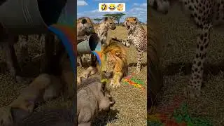 Disturbing Lions Nap🤣😂🎨 #trending #funny #amazingmemes #shortsfeed #animals #shorts #funniestvideo