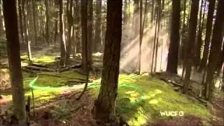 Alan Watts Voluntary and Involuntary Actions