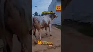 Samarasimha after beta
