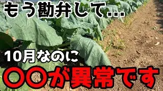 【10年に1度の異例の年】今年のこれ異常です。【家庭菜園】