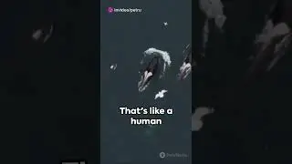 ORCA WONDERS.