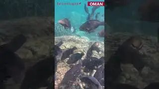 🌴 Oman Nature & Beach Family Tour &ndash; 8 Nights in Muscat 🇴🇲