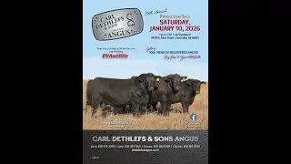 Carl Dethlefs & Sons Angus - Carl Dethlef & Sons Angus Bull Sale