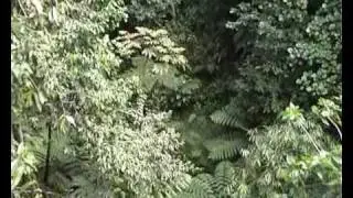Lovely Dominica