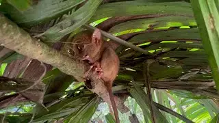 VISIT IN BOHOL TARSIER SANCTUARY | FIRST VIEWING #tarsier #boholsikatuna #bohol