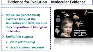 Evidence for Evolution Notes