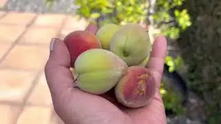 Sour peaches with spicy dipping sauce!