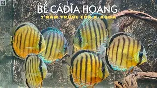 KỈ NIỆM CỦA CH&Uacute;NG T&Ocirc;I | BỂ C&Aacute; ĐĨA HOANG D&Atilde; (WILD DISCUS FISH) 2 NĂM TRƯỚC CỦA K-AQUA