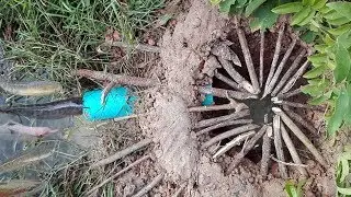Creative Boy Dig Deep Hole Fish Trap Use PVC With Small Tree-How To Make PVC Deep Hole Fish Trap