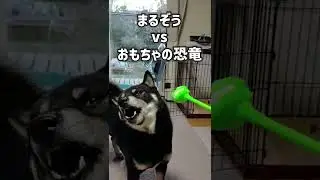 まるぞう vs おもちゃの恐竜 #Shorts【いなか暮らしの柴犬まるぞう】/Maruzou vs Toy dinosaurs