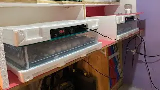 Compramos  mais uma chocadeira Cresco #chocadeiraautomática #cresco #aves#chicken #agro#sabiadocampo