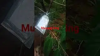 cara tanam pohon duri musang king,  pohon durian premium, tanam pohon genjah, durian cepat berbuah