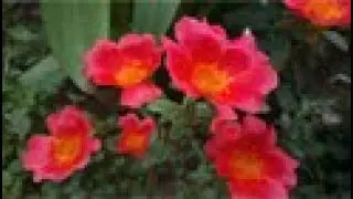 Rising Floret | Rising Flower Slow Motion | Blooming Flower TimeLapse