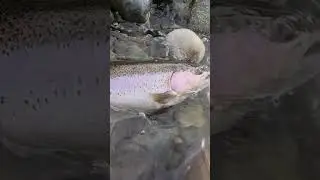 California Feather River fly fishing Steelhead.#fishing #flyfishing #steelheadfishing