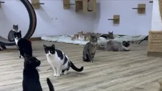 Feeding Street Cats is live!