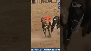 Best Race RANGE Vs KING MAN #dogcompetitions #doglover #dog#dogcompetitions WIN KING MAN