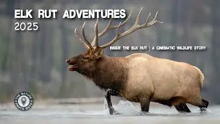 Elk Rut Adventures 2025 | Inside the Elk Rut | A Cinematic Wildlife Story