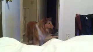 debarked dog barking
